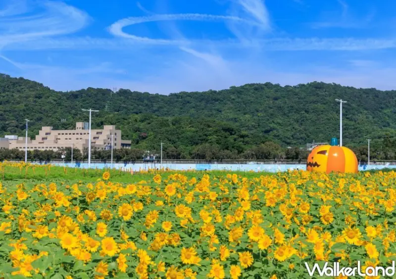 大佳河濱公園向日葵花海 / WalkerLand窩客島整理提供 未經許可不可轉載