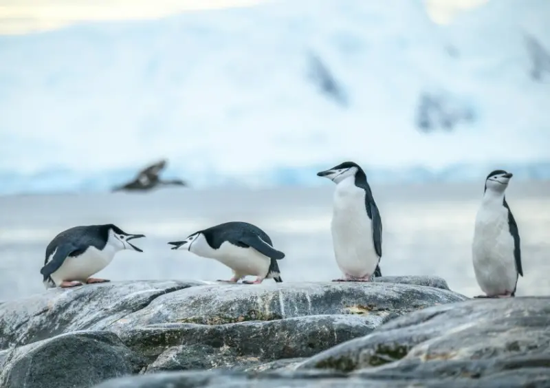 雄獅旅遊、Seabourn璽寶郵輪「南望夢想 世界之最」 / WalkerLand窩客島整理提供 未經許可不可轉載