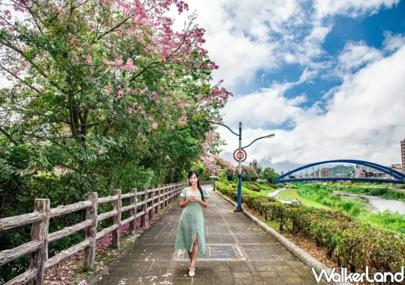 三峽安溪里堤頂步道 美人樹花海/ WalkerLand窩客島整理提供 未經許可不可轉載。