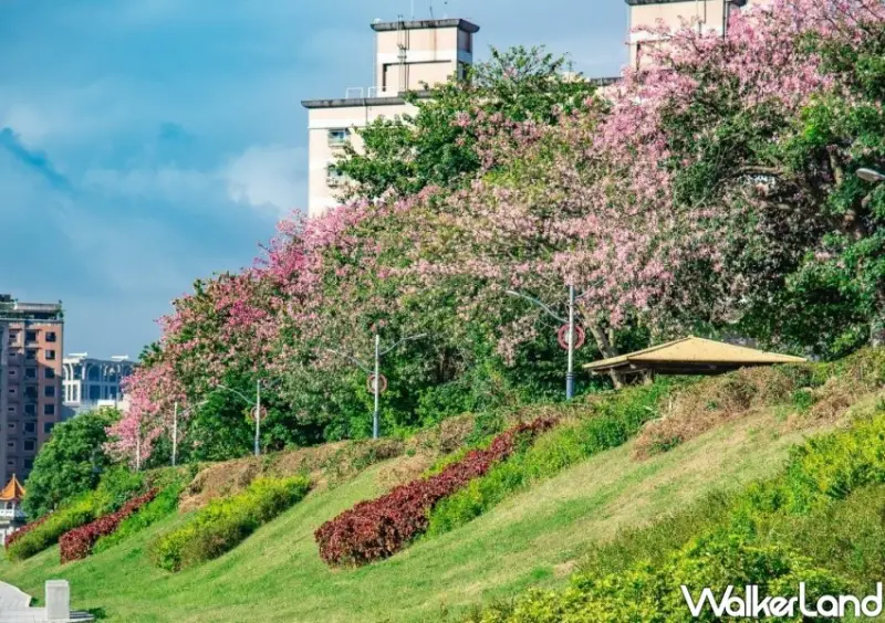 三峽安溪里堤頂步道 美人樹花海/ WalkerLand窩客島整理提供 未經許可不可轉載。