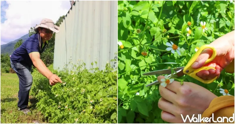 果子俠 私廚+食農香草醋  / WalkerLand窩客島整理提供 未經許可，不得轉載