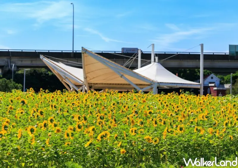 台北向日葵花海 / WalkerLand窩客島整理提供 未經許可不可轉載
