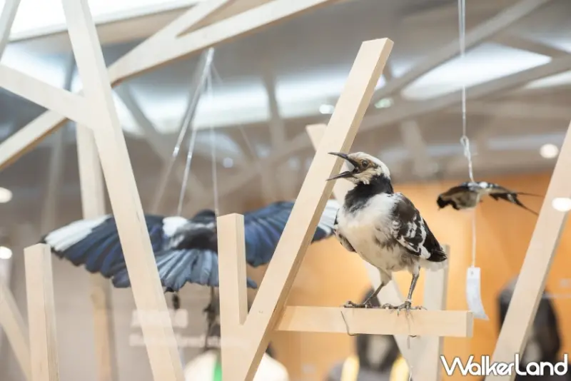 2023 原創基地節 SONGYANLAND FESTIVAL《松菸 LAND:共享變態》