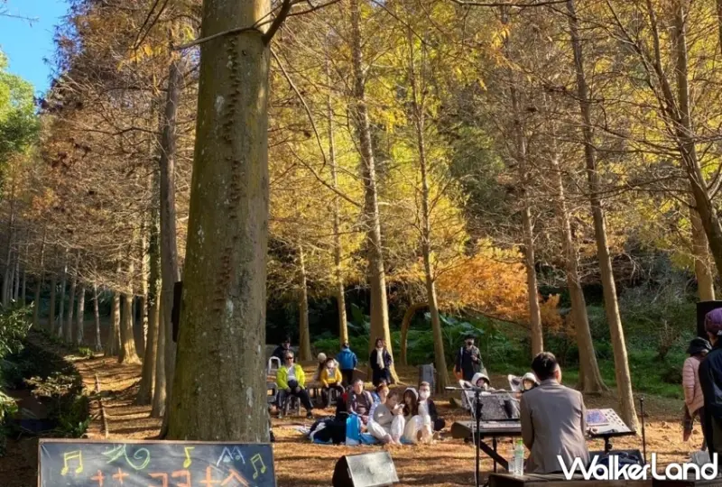 大地農場落羽松漫漫藝術季