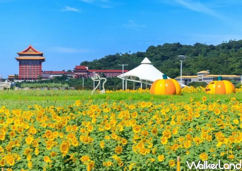 大佳河濱向日葵花海大滿開 / WalkerLand窩客島整理提供 未經許可不可轉載