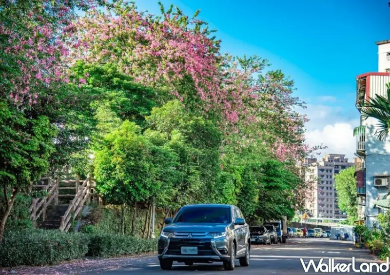 三峽安溪里堤頂步道 美人樹花海/ WalkerLand窩客島整理提供 未經許可不可轉載。