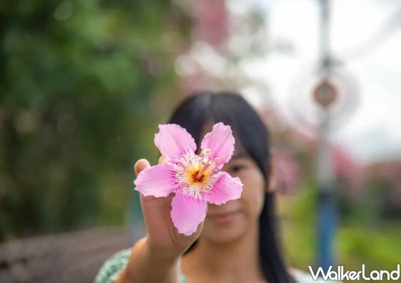 三峽安溪里堤頂步道 美人樹花海/ WalkerLand窩客島整理提供 未經許可不可轉載。