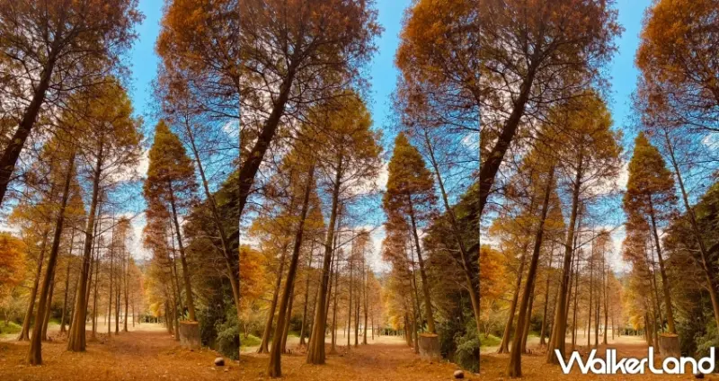 大地農場落羽松漫漫藝術季