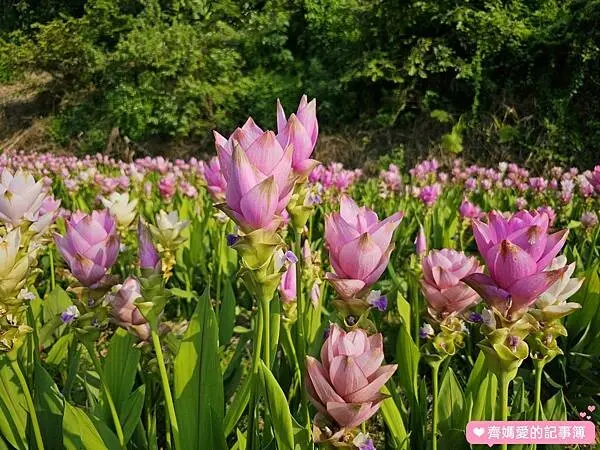  薑荷花農場/ WalkerLand窩客島整理提供 未經許可不可轉載