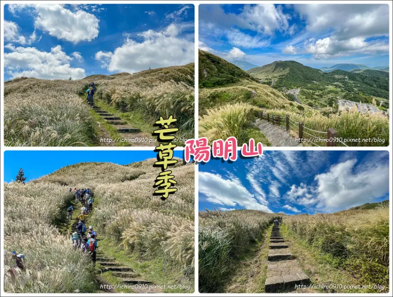 【台北景點】2023陽明山芒草季‧七星山步道‧滿山芒草花海│冷水坑登山口│網美熱門景點│拍攝點‧交通‧怎麼去‧公