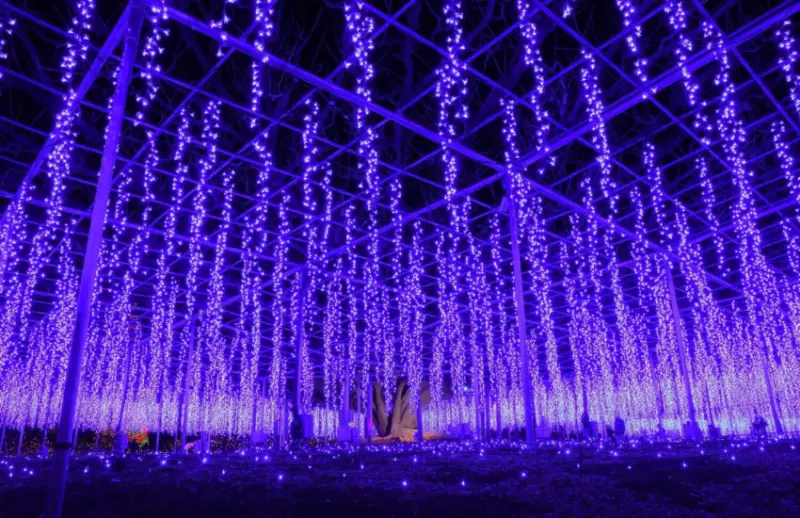 來到以足利花園當然少不了獨特的「花」之主題的燈光表演。將極具代表性的大藤以燈光來展現