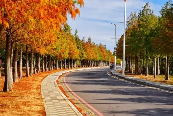 台中自然系景點：麗寶落羽松大道/ WalkerLand窩客島整理提供 未經許可不可轉載