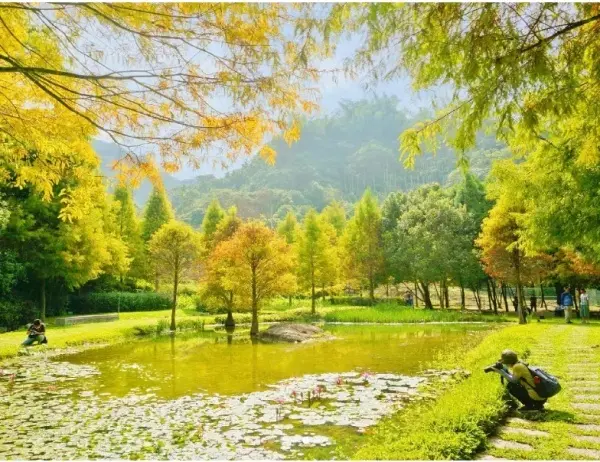 台中自然系景點：太平苗圃落羽松/ WalkerLand窩客島整理提供 未經許可不可轉載