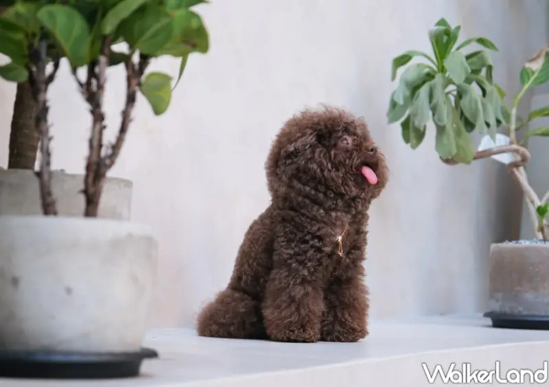 Le Buno可愛店狗 / WalkerLand窩客島整理提供 未經許可不可轉載