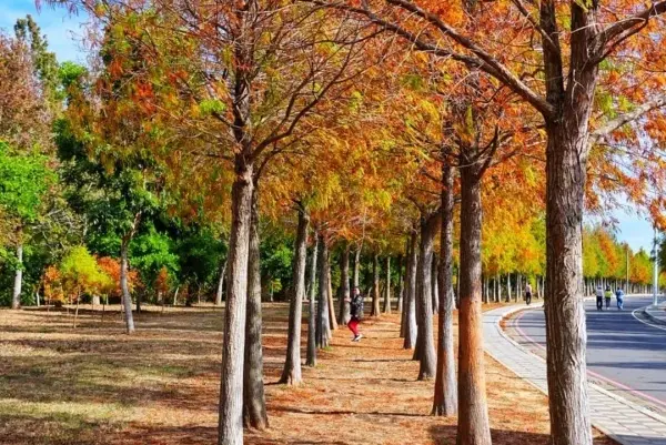 台中自然系景點：麗寶落羽松大道/ WalkerLand窩客島整理提供 未經許可不可轉載