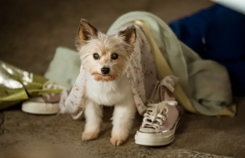 在不傷害到動物的情況之下，導演盡量都是以狗狗親自上陣為主
