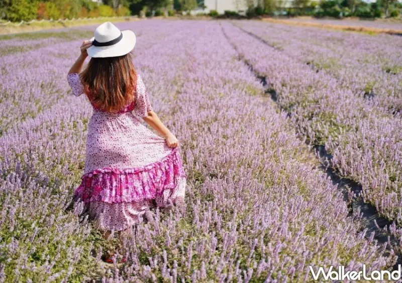 2023桃園仙草花海 / WalkerLand窩客島整理提供 未經許可不可轉載
