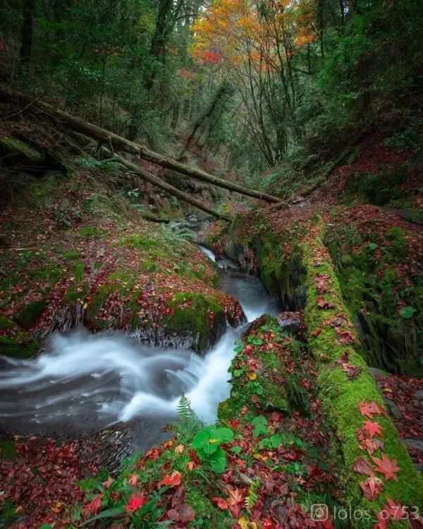 打卡必拍南投景點推薦：楓紅谷 / WalkerLand窩客島整理提供 未經許可不可轉載