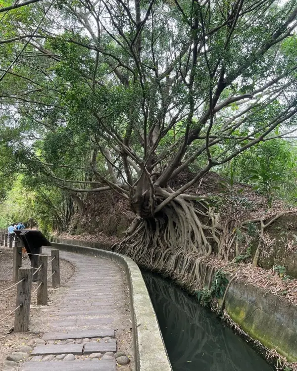 台中自然系景點：知高圳步道/ WalkerLand窩客島整理提供 未經許可不可轉載