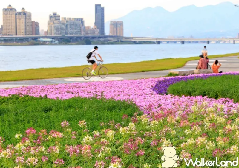 台北延平河濱公園花海 / WalkerLand窩客島整理提供 未經許可不可轉載
