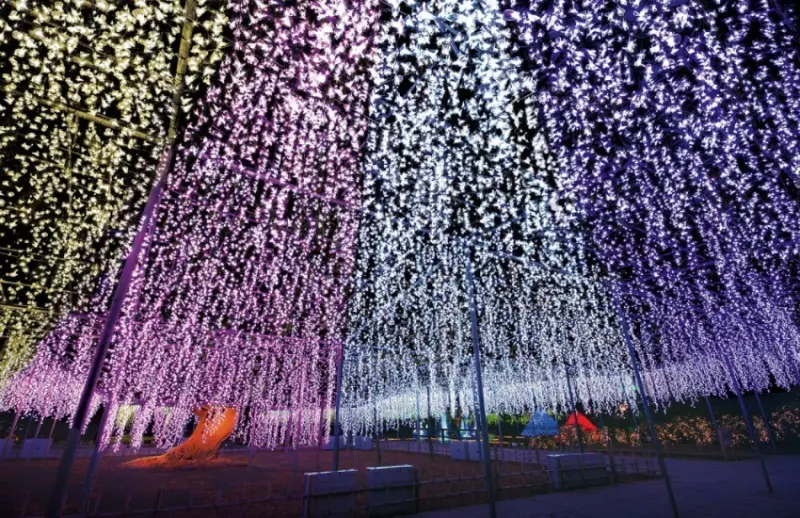 櫪木縣足利花卉公園超盛大燈飾活動開跑