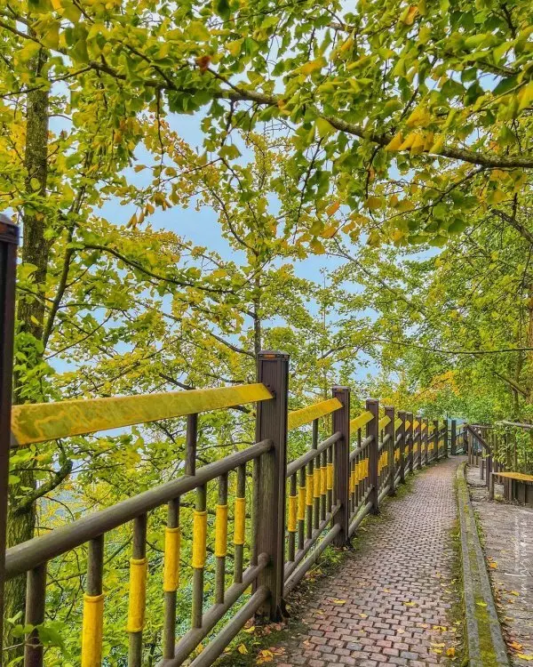 打卡必拍南投景點推薦：銀杏森林步道 / WalkerLand窩客島整理提供 未經許可不可轉載