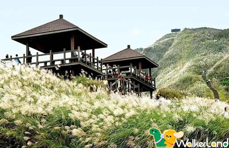 2023新北草嶺古道芒花季