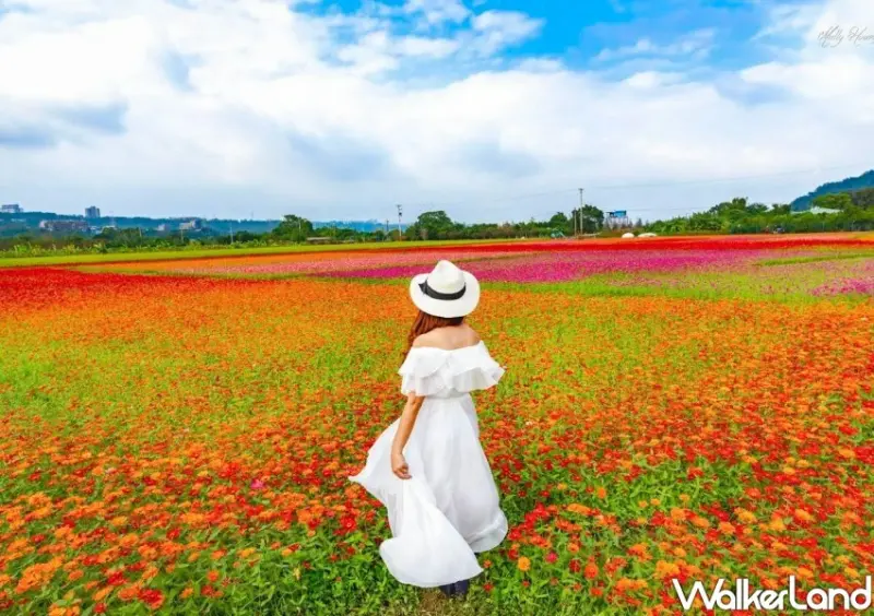 2023桃園花彩節 / WalkerLand窩客島整理提供 未經許可不可轉載