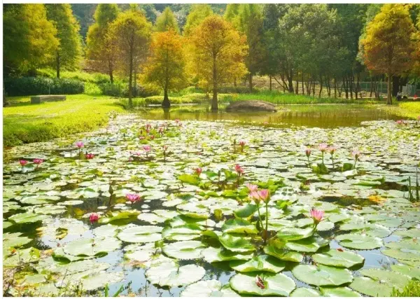 台中自然系景點：太平苗圃落羽松/ WalkerLand窩客島整理提供 未經許可不可轉載