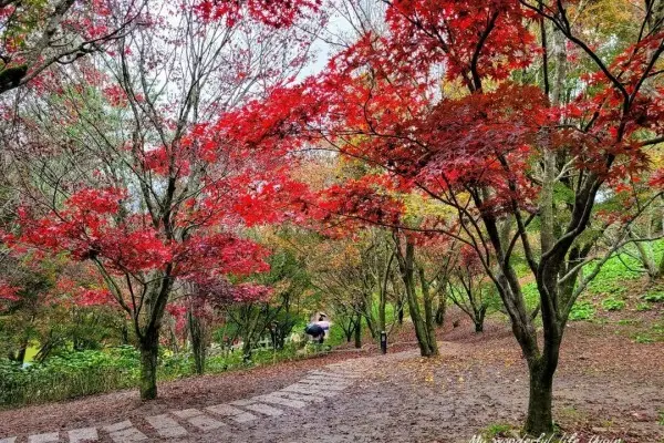 台中自然系景點：福壽山農場/ WalkerLand窩客島整理提供 未經許可不可轉載