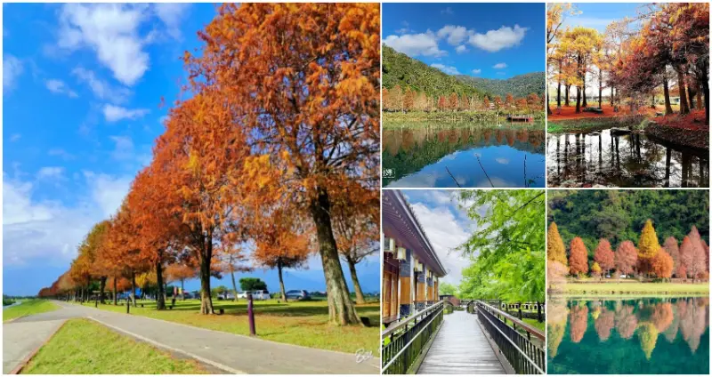 7個宜蘭落羽松景點  / WalkerLand窩客島整理提供 未經許可，不得轉載