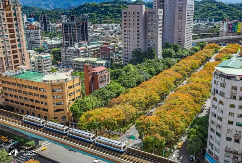台灣欒樹拍照點推薦  / WalkerLand窩客島提供 未經許可，不得轉載