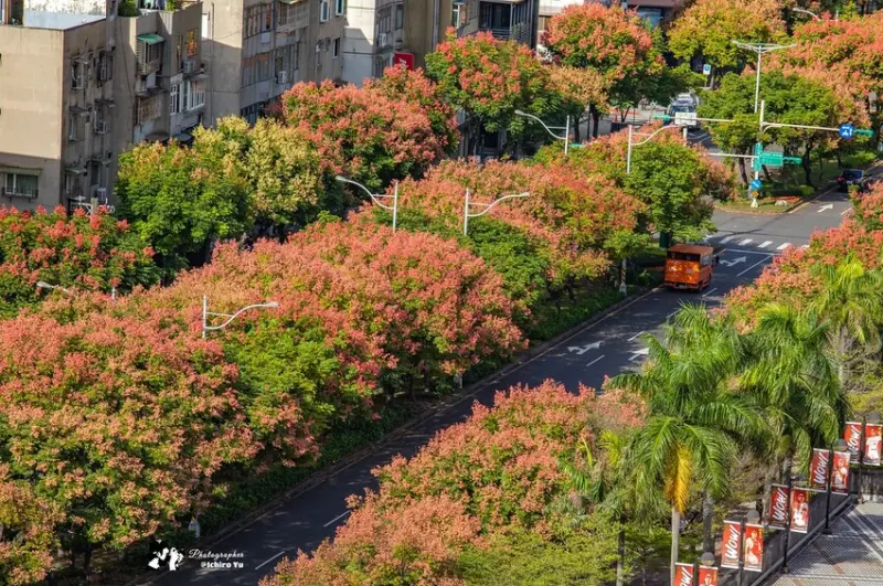 台灣欒樹拍照點推薦  / WalkerLand窩客島提供 未經許可，不得轉載