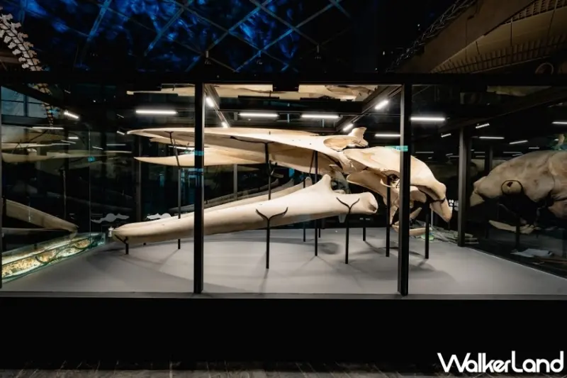 屏東海生館「巨鯨之路」首座藍鯨骨骼標本展示