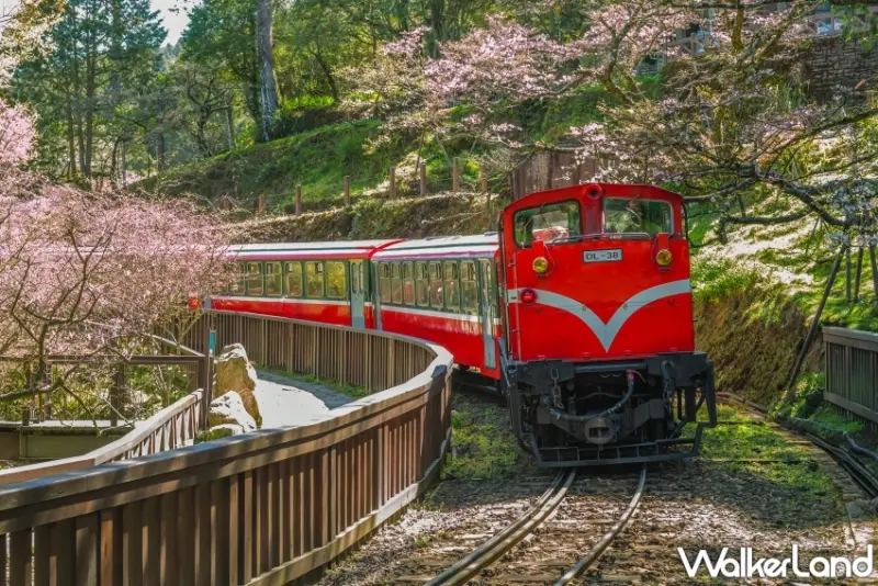 武陵櫻花季保證入園