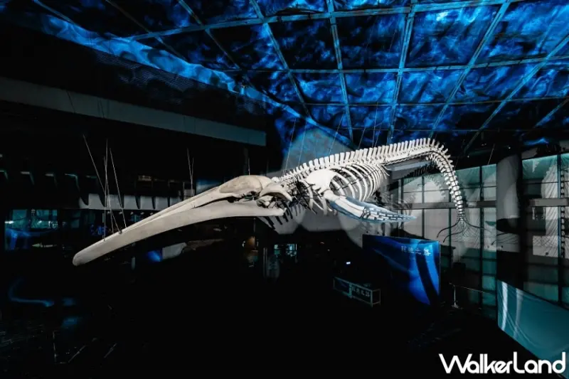 屏東海生館「巨鯨之路」首座藍鯨骨骼標本展示