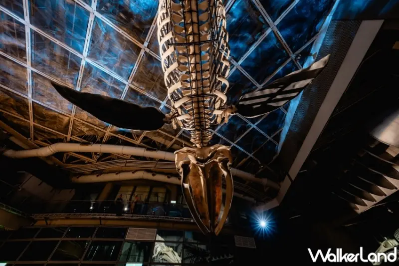 屏東海生館「巨鯨之路」首座藍鯨骨骼標本展示