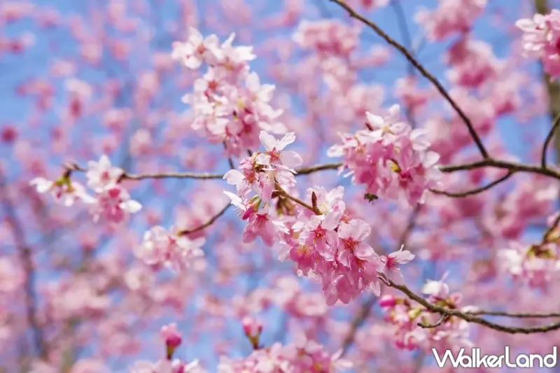 武陵櫻花季保證入園