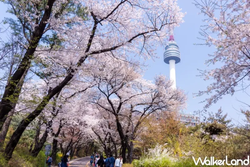 易遊網 全球賞櫻盛典 / WalkerLand窩客島整理提供 未經許可，不得轉載