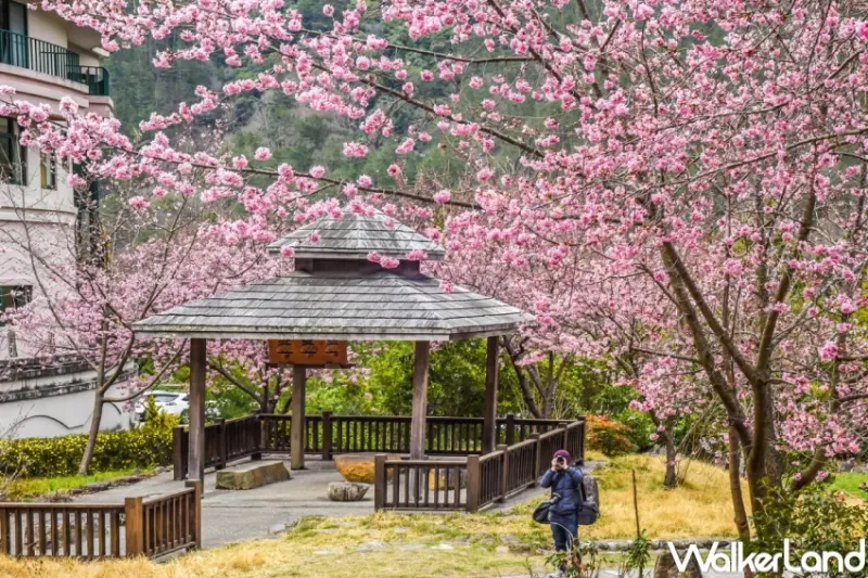 易遊網 全球賞櫻盛典 / WalkerLand窩客島整理提供 未經許可，不得轉載