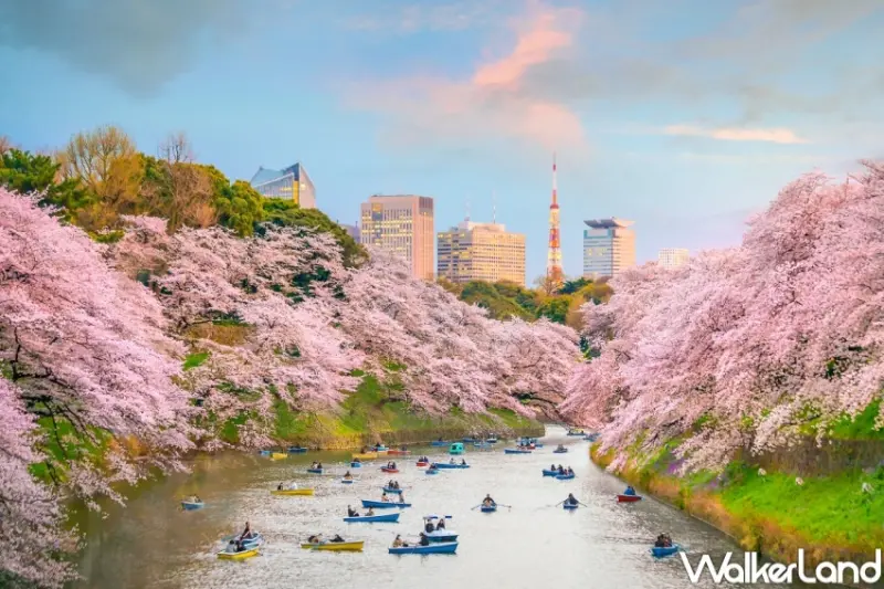 易遊網 全球賞櫻盛典 / WalkerLand窩客島整理提供 未經許可，不得轉載