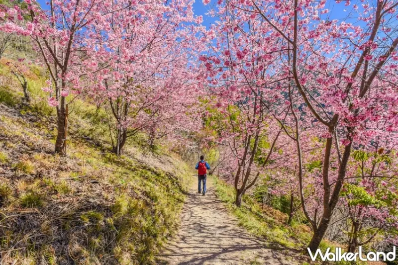 武陵櫻花季保證入園