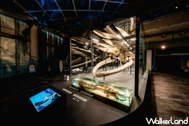 屏東海生館「巨鯨之路」首座藍鯨骨骼標本展示