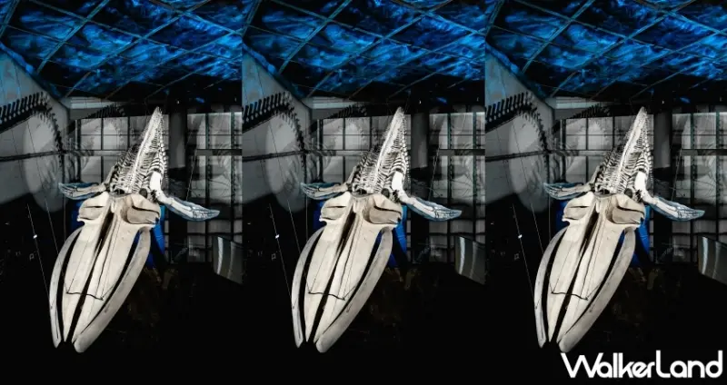 屏東海生館「巨鯨之路」首座藍鯨骨骼標本展示