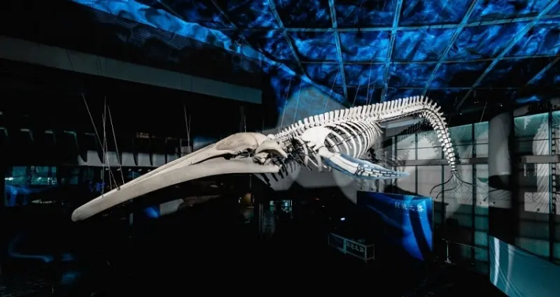 屏東景點再加1！屏東海生館「巨鯨之路」首座藍鯨骨骼標本展示，歷經三年修復20公尺長藍鯨身軀。