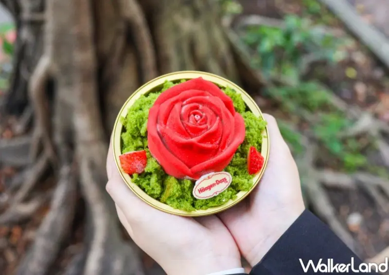哈根達斯 掌心玫瑰  / WalkerLand窩客島整理提供 未經許可，不得轉載