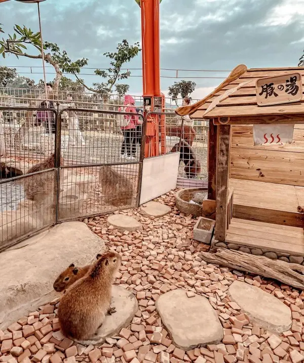 南投景觀餐廳： 星月天空夜景景觀餐廳 / WalkerLand窩客島整理提供 未經許可不可轉載