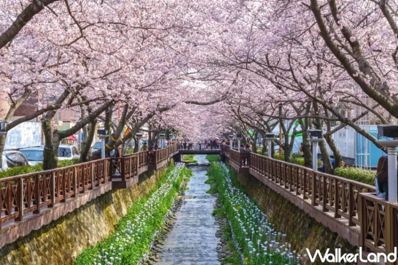 易遊網 全球賞櫻盛典 / WalkerLand窩客島整理提供 未經許可，不得轉載