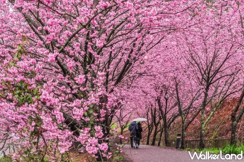 武陵櫻花季保證入園