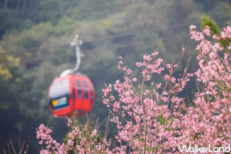 易遊網 全球賞櫻盛典 / WalkerLand窩客島整理提供 未經許可，不得轉載